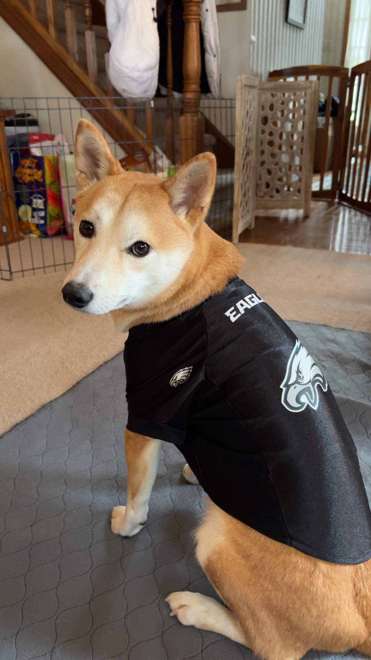 Dog photo
