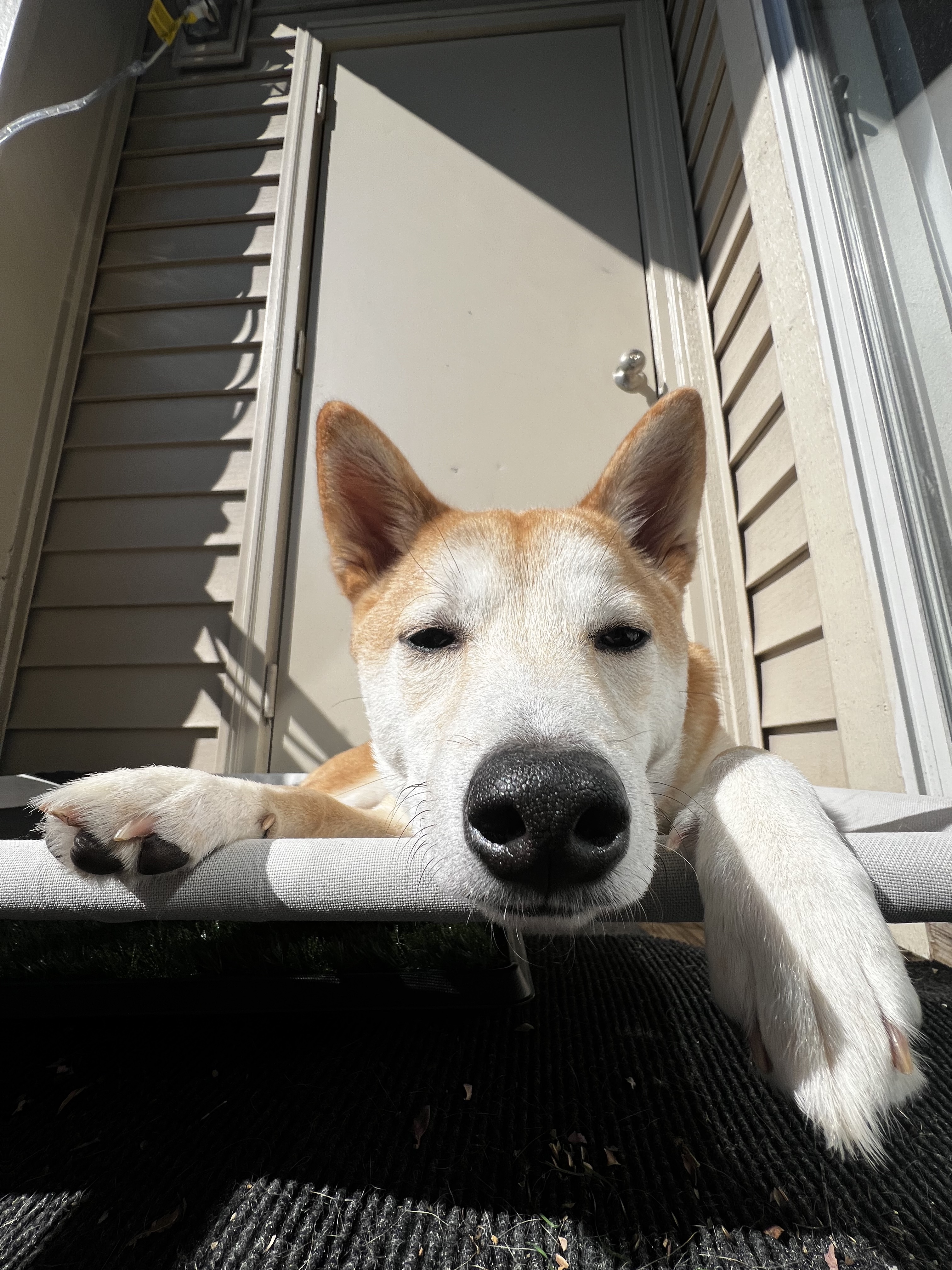 Dog photo