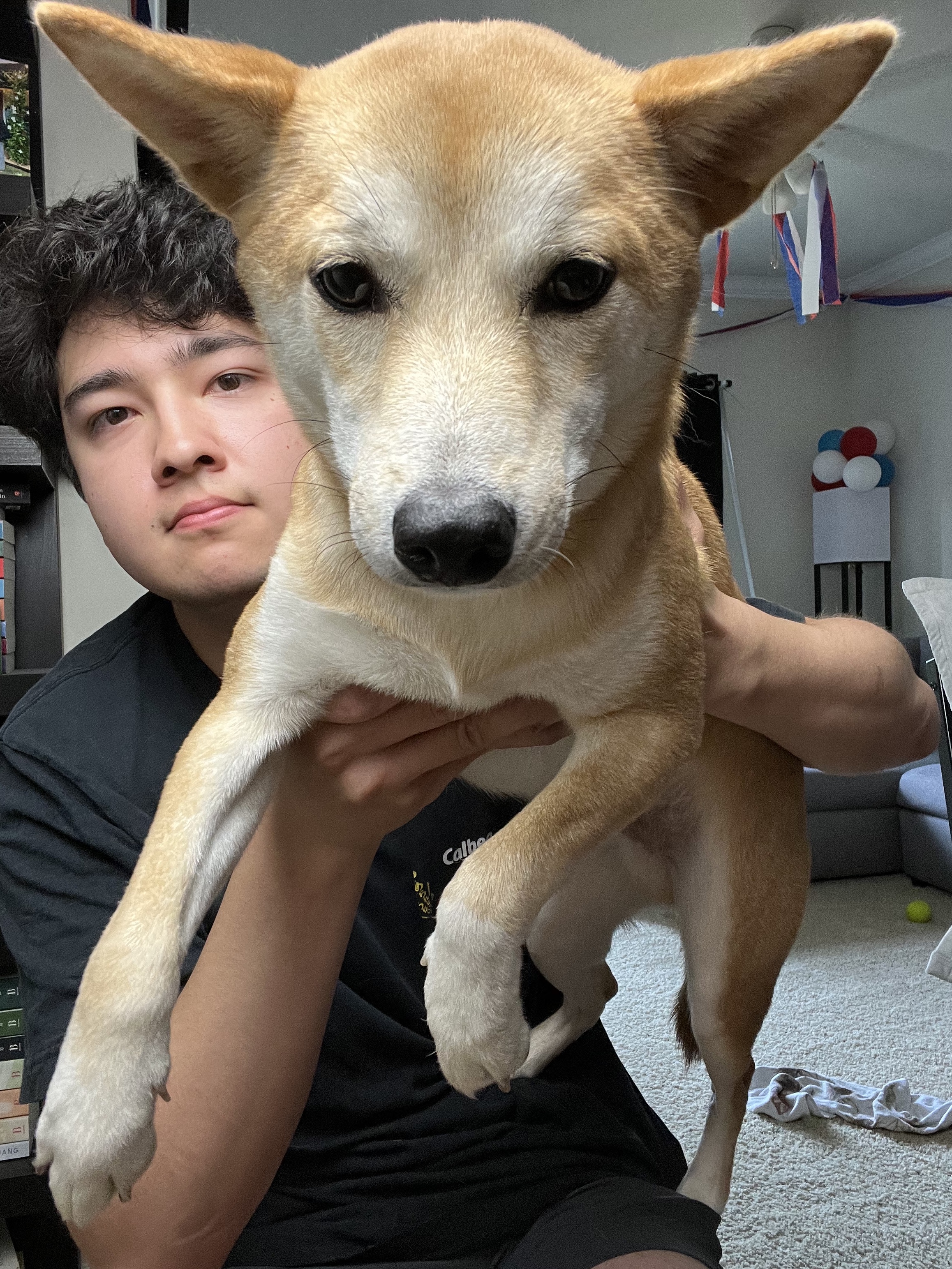 Dog photo