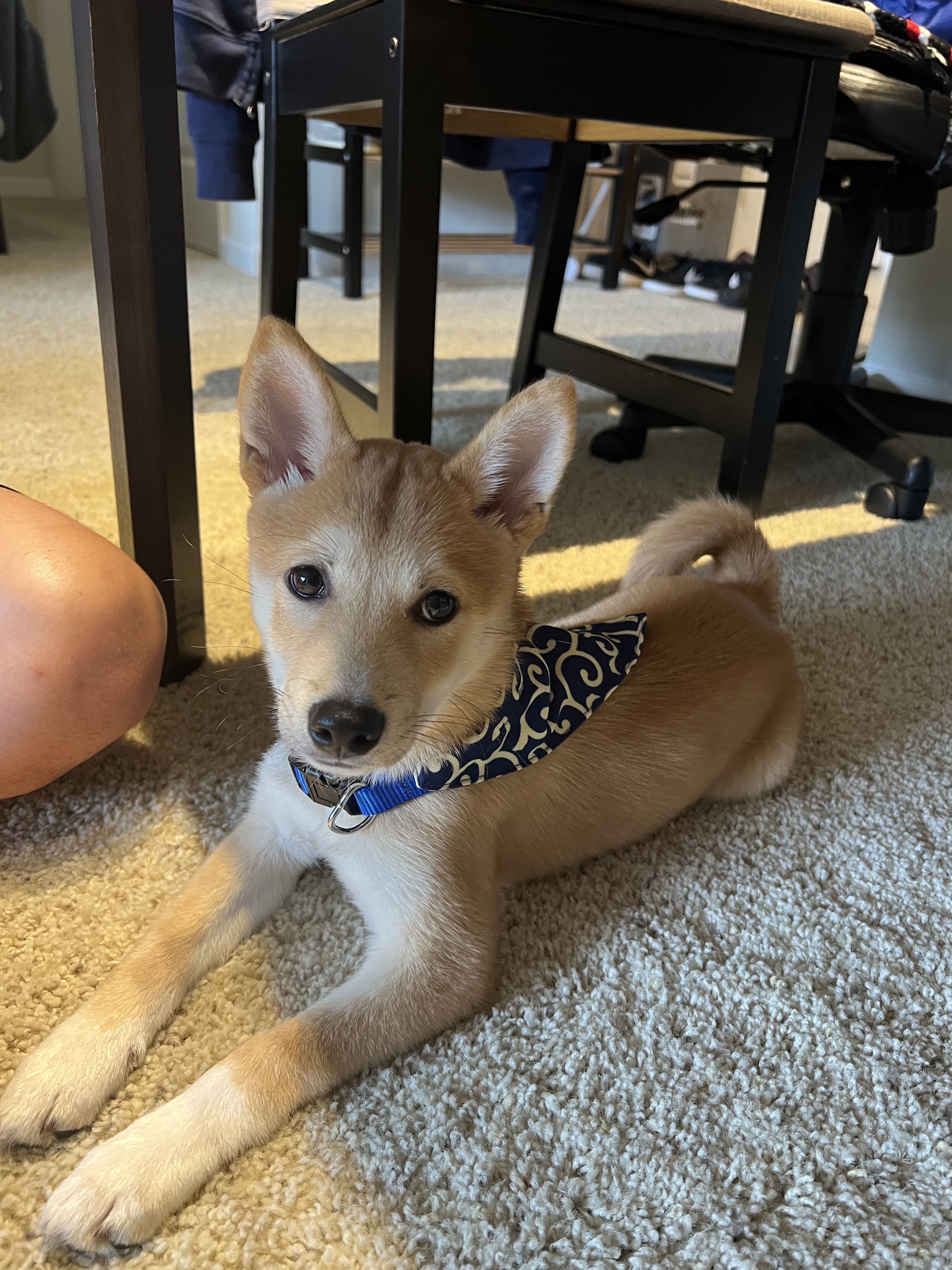 Dog photo